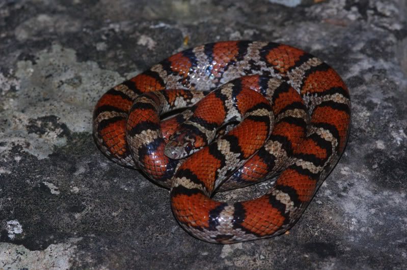 SW Missouri Herping Adventure - Field Herp Forum